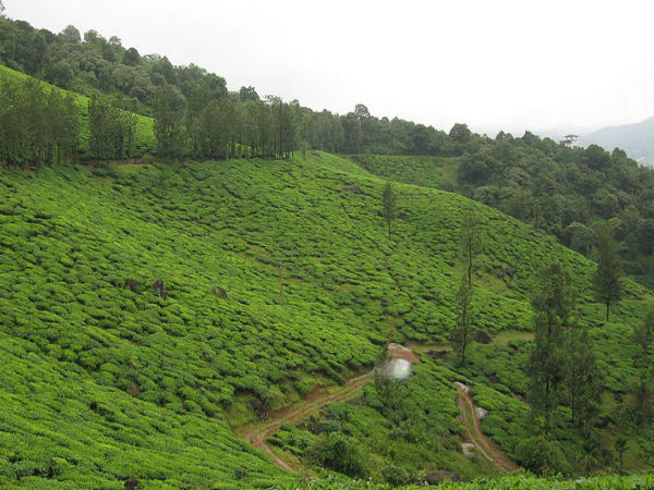 ವಯನಾಡ್
