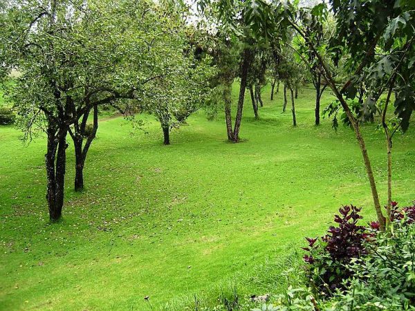 ಬೋಧಿ ವೃಕ್ಷ