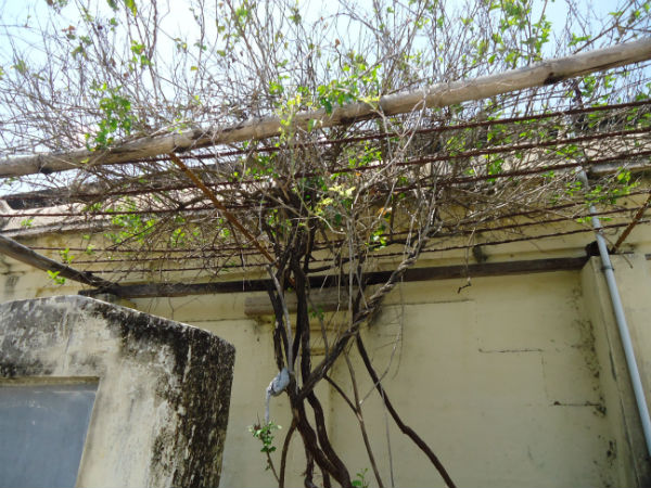 ಶ್ರೀ ಮುಳ್ಳಿವಾನನಾಥರ್ ಸ್ವಾಮಿ