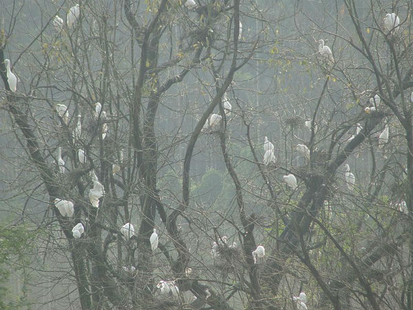 ಮಂಡಗದ್ದೆ ಪಕ್ಷಿ ಧಾಮ