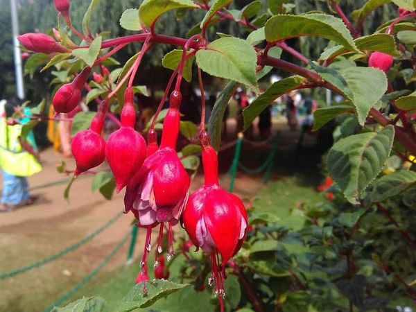 ಟಿಕೇಟ್ ಎಷ್ಟು?
