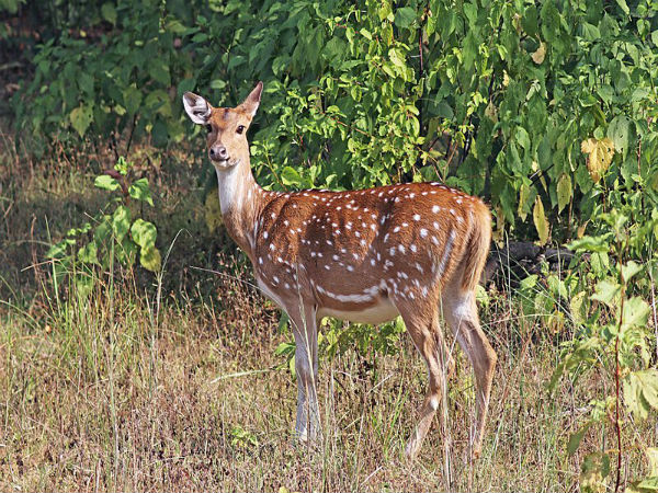 ಪ್ರಾಣಿ ವೀಕ್ಷಣೆ