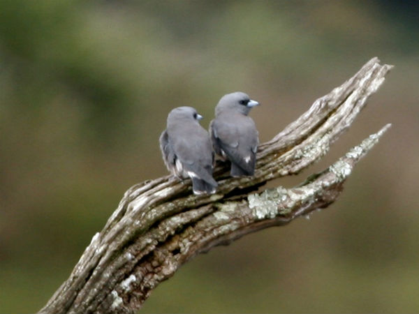 ಪಕ್ಷಿ ಪ್ರಭೇದಗಳು