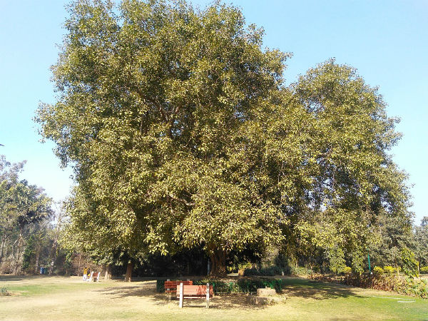 ಮೂಲ ಬೋಧಿ ಮರ
