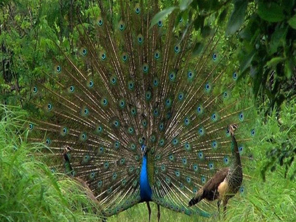 ವಿವಿಧ ಪ್ರಬೇಧದ ಪ್ರಾಣಿ ಪಕ್ಷಿಗಳು