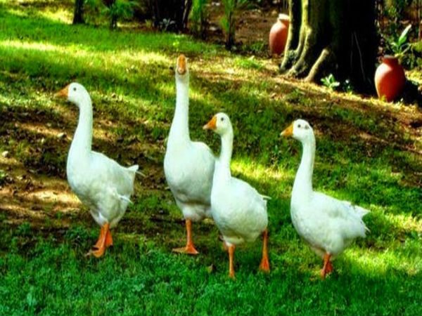 ತಲುಪುವುದು ಹೇಗೆ?