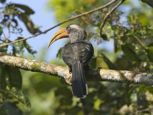 ನೂರಾರು ಜಾತಿಗಳ ಪಕ್ಷಿಗಳು