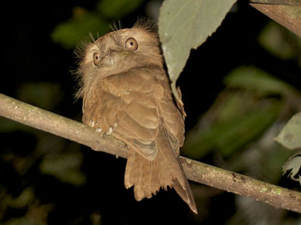ತಟ್ಟೆಕಾಡ್ ಪಕ್ಷಿ ಧಾಮ