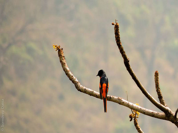 ಪಕ್ಷಿ ವನ್ಯಧಾಮ