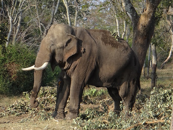 10. ``ನೀಲಗಿರಿಯ ಹುಲಿ ಸಂರಕ್ಷಣಾ ತಾಣ’’- ಬಂಡೀಪುರ ರಾಷ್ಟ್ರೀಯ ಉದ್ಯಾನ