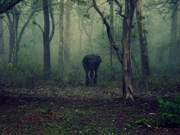 5. ಬಂಡೀಪುರ ರಾಷ್ಟ್ರೀಯ ಉದ್ಯಾನವನ, ಕರ್ನಾಟಕ