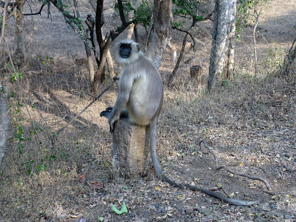 8. ಗಿರ್ ರಾಷ್ಟ್ರೀಯ ಉದ್ಯಾನ, ಗುಜರಾತ್
