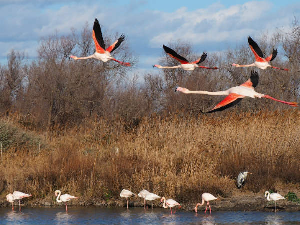 Topmost Bird Photography Destinations In Maharashtra Topmost Bird Photography Destinations In Maharashtra