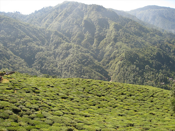 7. ಡಾರ್ಜಿಲಿಂಗ್
