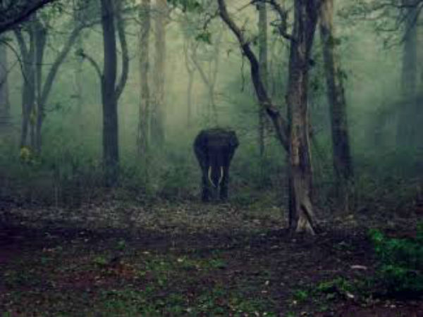 6. ಮನಸ್ ರಾಷ್ಟ್ರೀಯ ಉದ್ಯಾನ, ಅಸ್ಸಾಂ