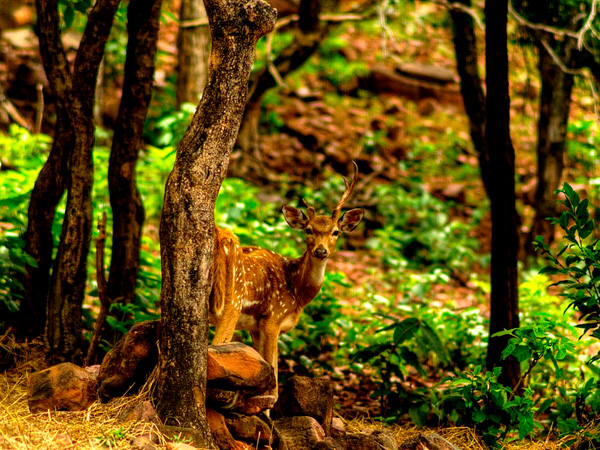 1. ಭೋಪಾಲ