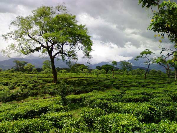 ಡೂರ್ಸ್