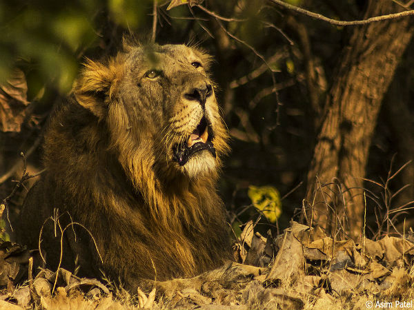 7. ಗುಜರಾತ್
