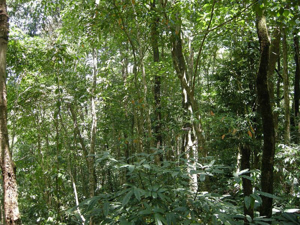 8. ದಂಪಾ ವನ್ಯಜೀವಿ ಅಭಯಾರಣ್ಯ