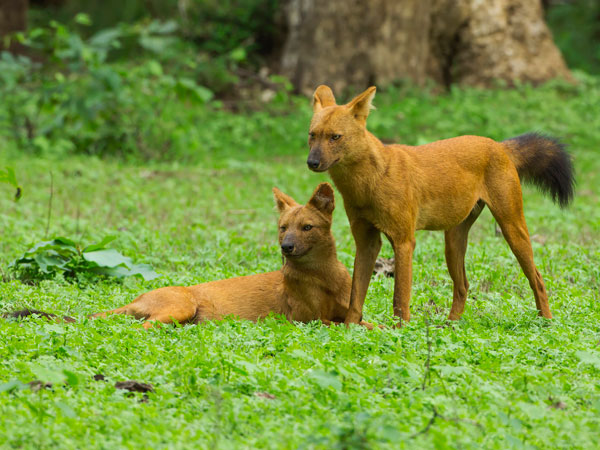 ನಾಗರಹೊಳೆ