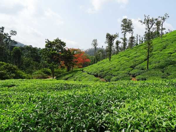 Chikmagalur Chikmagalur