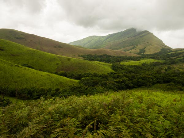 sholagrasslandforest-kudremukh-4-1656237463.jpg -Properties sholagrasslandforest-kudremukh-4-1656237463.jpg -Properties