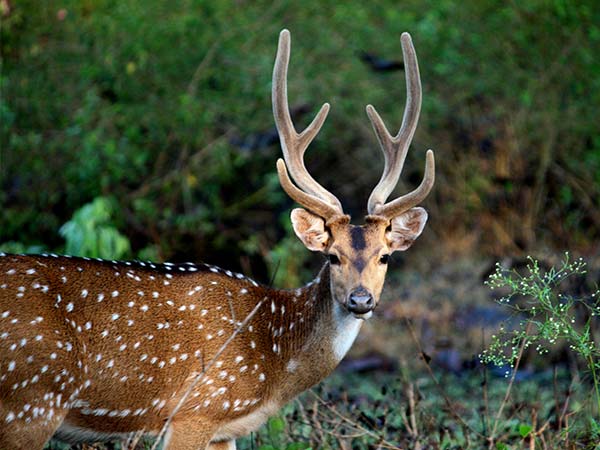ನಾಗರಹೊಳೆ ರಾಷ್ಟ್ರೀಯ ಉದ್ಯಾನವನ
