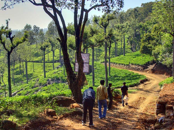 ಕೊಟಗಿರಿ, ತಮಿಳುನಾಡು