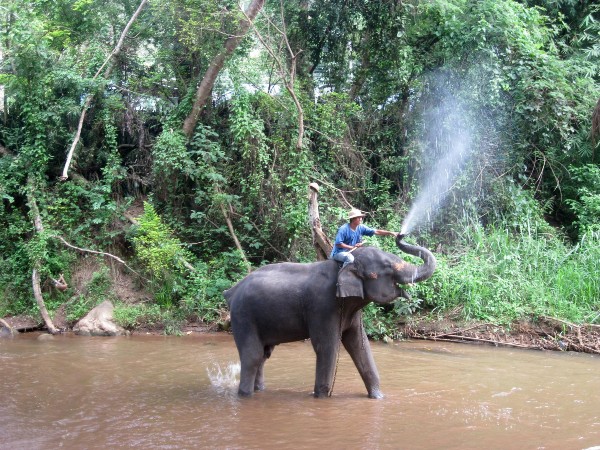 elephant-2426786-1920-1660308109-1660626670.jpg elephant-2426786-1920-1660308109-1660626670.jpg