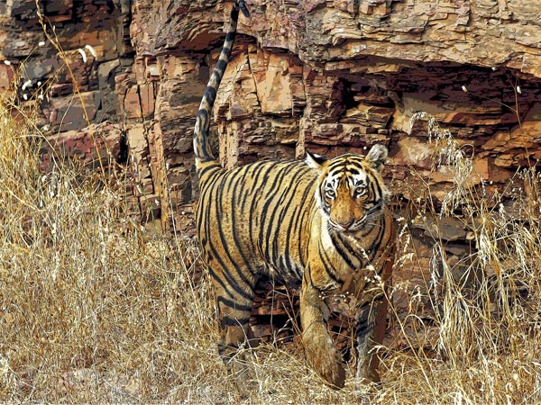 ರಣಥಂಬೂರ್ ಹುಲಿ ಅಭಯಾರಣ್ಯ, ರಾಜಸ್ಥಾನ