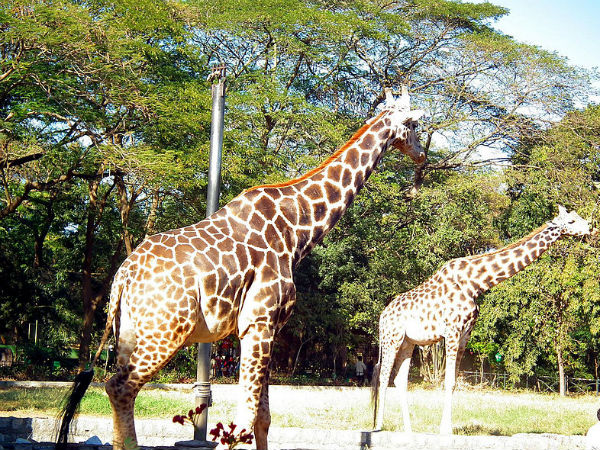 giraffe-17-1476708025-1663148288.jpg -Properties giraffe-17-1476708025-1663148288.jpg -Properties