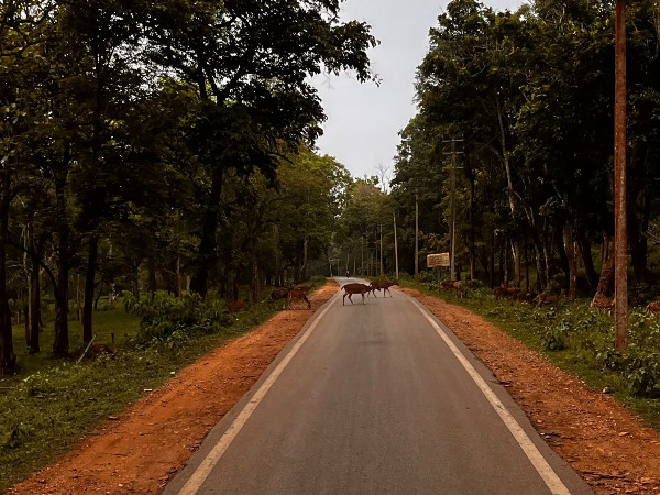 ರಾತ್ರಿ ಕೂರ್ಗ್ ನಲ್ಲಿ ಉಳಿಯಿರಿ