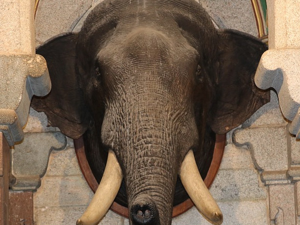 ಪ್ರಾದೇಶಿಕ ಪ್ರಾಕೃತಿಕ ಇತಿಹಾಸ ವಸ್ತುಸಂಗ್ರಹಾಲಯ